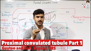 Proximal convulated tubule Part 1 Physiology 91 [upl. by Mossolb211]