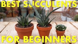 Best Succulents to Grow Inside for Beginners 🌵👍 Garden Answer [upl. by Larisa]