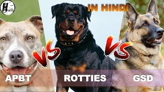 Rottweiler VS American PitBull Terrier VS German Shepherd Dog  COMPARISON  DOG VS DOG [upl. by Staley183]