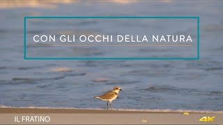 CON GLI OCCHI DELLA NATURA  IL FRATINO 4K [upl. by Ahseem636]