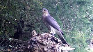 Watch this Incredible Footage of a Sparrowhawk  Discover Wildlife  Robert E Fuller [upl. by Imaon]