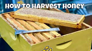 How to harvest honey  Beekeeping  2022 Harvest [upl. by Volnay]