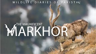 The Magnificent Markhor  Wildlife Diaries of Pakistan [upl. by Hammad]