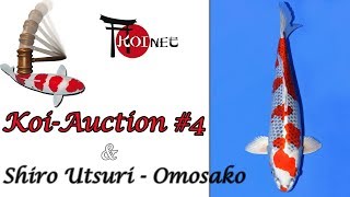 KoiAuction 4  Shiro Utsuri [upl. by Sirehc]