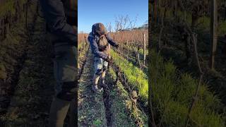 Pruning at Chateau Angelus😍🍇🎥chateauangelus vineyard pruning vines chateau angelus france [upl. by Sucramej]