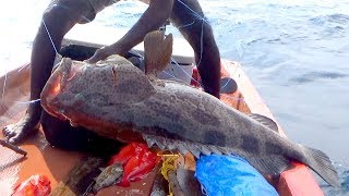 CAUGHT A MONSTER GOLIATH GROUPER EVER  RED GROUPERS [upl. by Kampmann]