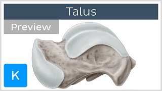 Talus Bone Articulations and Landmarks preview  Human Anatomy  Kenhub [upl. by Hardner]