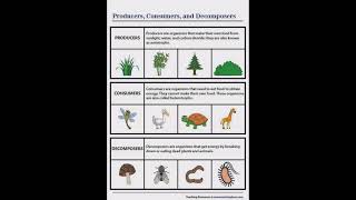 Define Producers Consumers and Decomposers [upl. by Richela]