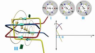 Rotating Magnetic Field amp Synchronous Speed [upl. by Neelrac]