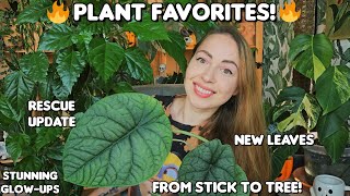 September houseplant favorites🌿 Rescue plant glow up new growth and more🌺✨️ [upl. by Bathsheb]