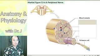 PHYL 141  Nervous System  Peripheral Nerve Fibers amp Fascicles [upl. by Aicia]