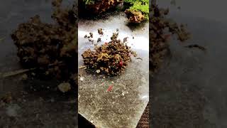 Springtails 🐞🪲 mossgarden srilanka minigarden mininature springtails viralshorts nature [upl. by Anole637]