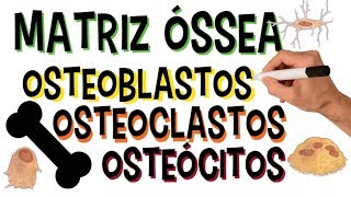 ✅ MATRIZ ÓSSEA  OSTEOBLASTOS OSTEOCLASTOS E OSTEÓCITOS  ORGÂNICOS E INORGÂNICOS [upl. by Llenrup]