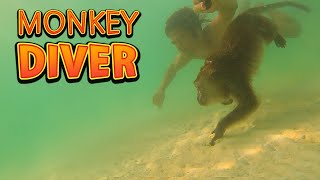 Diving with a Wild Monkey  CrabEating Macaque swimming [upl. by Shadow]