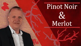 Les avantages de lassemblage Pinot Noir amp Merlot [upl. by Apps383]