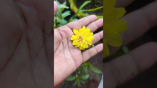 yellow jeniya shortreels garden ytshorts flowers trending viral 🌹🌹🌹🌹🌹🌹🌹 [upl. by Nylehtak]