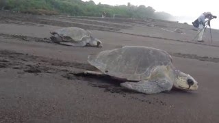 Sea Turtle Arribada in Costa Rica [upl. by Cornell]