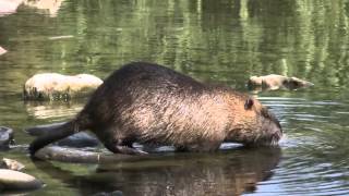 Nutria Coypu and fish Pesca along the Bisenzio River Prato Italy [upl. by Elly]