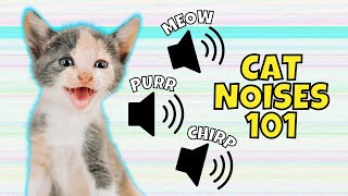 8 Common Cat Noises amp What They Mean [upl. by Arbua]