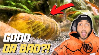 Should You Keep Freshwater Clams in Your Aquarium [upl. by Kenney]