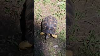 🐢Cool Radiated tortoise Tortuga radiada radiatedtortoise tortoise tortuga turtle [upl. by Olegnaed]