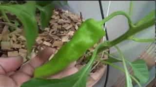 ⟹ Cubanelle Sweet Pepper Capsicum annuum var annuum pepper [upl. by Niasuh184]