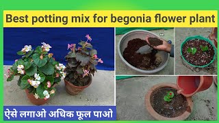 Best potting mix for begonia plant [upl. by Anoirb]