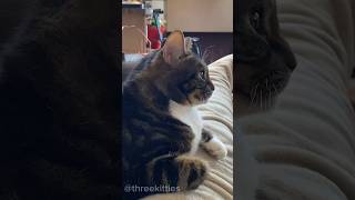 Watching Exploding Kittens💥🐱Netflix ExplodingKittensInc cat netflix explodingkittens [upl. by Pebrook442]