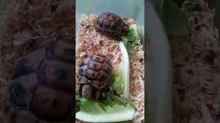 TURTLE FEED shortvideo viralvideo petlover [upl. by Atsillac715]