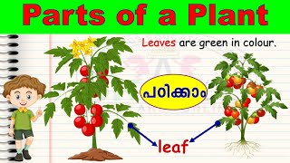 Parts of a Plant for kids  About Plants  EVS for UKG [upl. by Ispep]