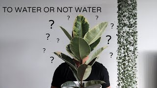 Watering Houseplants  When and How Much Water [upl. by Nahraf167]