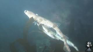 Lesserspotted Catsharks Scyliorhinus canicula [upl. by Zaob]