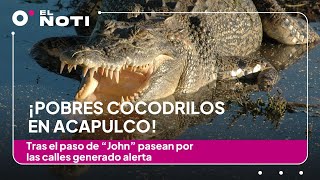 ¡Pobres cocodrilos en Acapulco Tras el paso de “John” pasean por las calles generado alerta [upl. by Champagne]