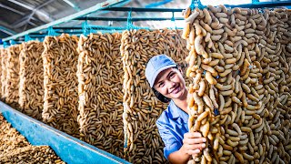 SilkWorm Farm  How Billions of SilkWorm for silk Chinese  Silk Cocoon Harvest Processing Factory [upl. by Obie377]