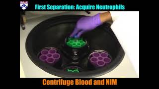 Neutrophil Isolation Protocol [upl. by Liagaba]