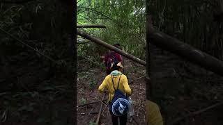 We did the great walk travel foresting forestlife nature forest forestsounds [upl. by Clim450]