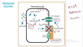 Mechanism of action of Sulfonylurea  Insulin secretion  Hypoglycemic effect [upl. by Morgun]