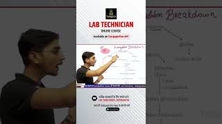 Haemoglobin breakdown  lab techninian classes Dmlt  drt dott haemoglobin breakdown [upl. by Enelie]