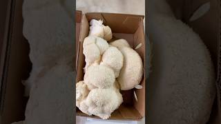 Trying Lions Mane Mushroom… nonstoppg mushroom lionsmanemushroom healthy [upl. by Noryahs]