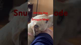 Jax Snuggles Engaged lapdogs doglife snugglebuddies dogs [upl. by Nyladnarb118]