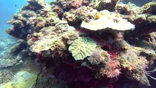 11 Exploring Gibsons Bight Roatan Honduras [upl. by Akins]