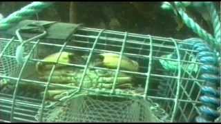 Shellfish Traps  The Inside Story 1998 [upl. by Payton]