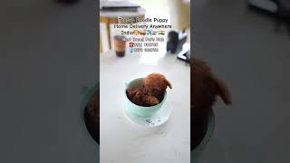 Teacup Poodle Puppy Home Delivery Anywhere India poodle dog puppy india kerala bangalore pune [upl. by Alrahc276]