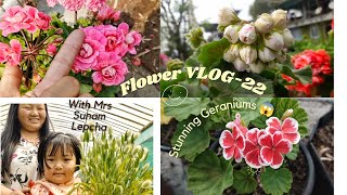 Most Beautiful 🌸Geranium Collection  Care amp Tips  🌷quotReeplyang Nurseryquot  Vlog 22❇️ [upl. by Heinrike]