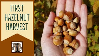 Our First Hazelnut Harvest [upl. by Megargee203]