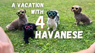 A Vacation with 4 Havanese Pups [upl. by Shu]