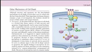 OTHER MECHANISM OF CELL DEATH AND AUTOPHAGY [upl. by Edgell613]