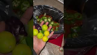 Picked some limes peppers and herbs to make my dinner tonight THANKS GARDEN herbs gardening [upl. by Yelsha]