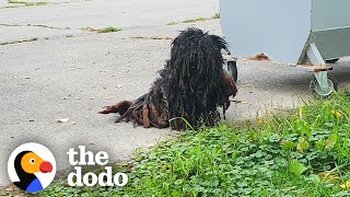 The Most Dramatic Rescue Dog Transformations  The Dodo [upl. by Nomyad]