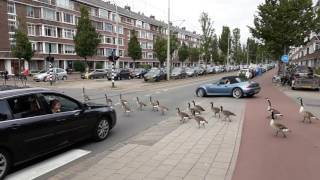 Canada Goose traffic jam [upl. by Devinna474]